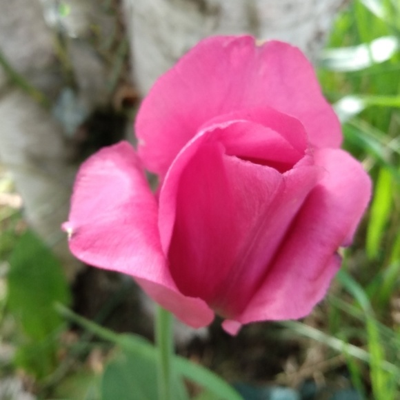 Meet your Posher, Lilly - Picture 1 of 1